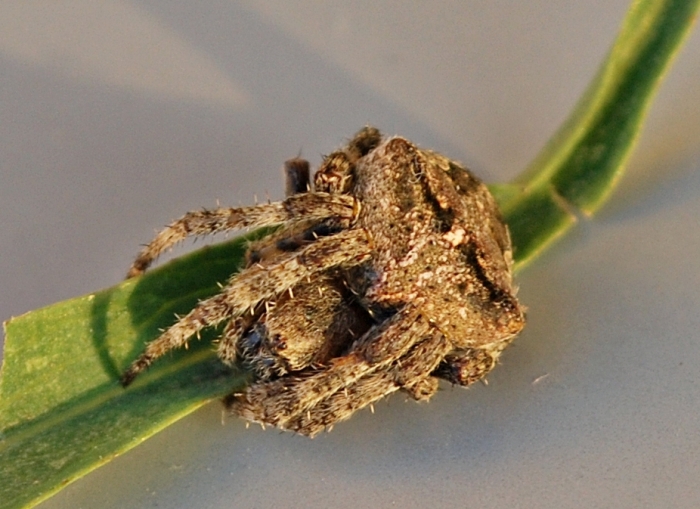 Araneus cf. angulatus